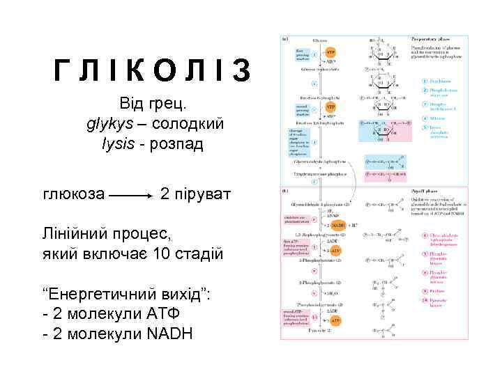 ГЛІКОЛІЗ Від грец. glykys – солодкий lysis - розпад глюкоза 2 піруват Лінійний процес,