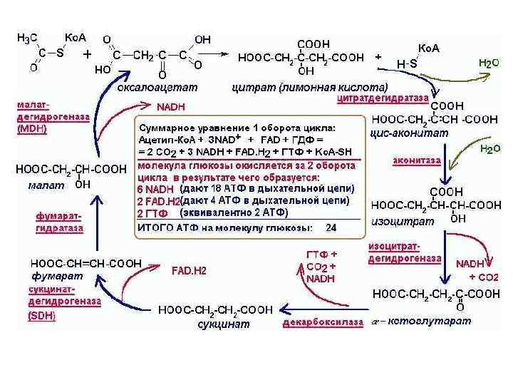 Цикл коа. Анаэробный гликолиз биохимия реакции. ЦТК биохимия схема. Роль цикла Кребса биохимия. Аэробный гликолиз реакции биохимия.