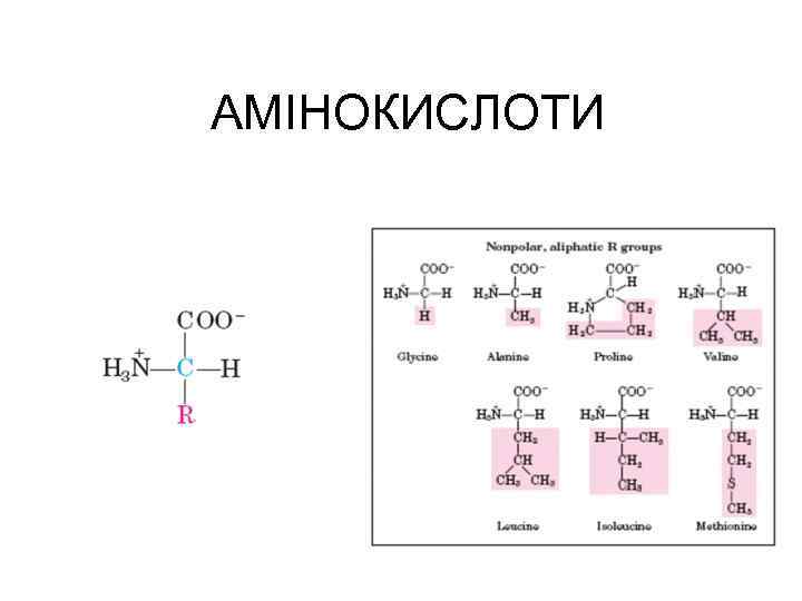 АМІНОКИСЛОТИ 