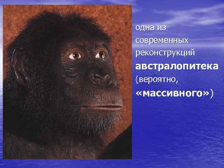 одна из современных реконструкций австралопитека (вероятно, «массивного» ) 