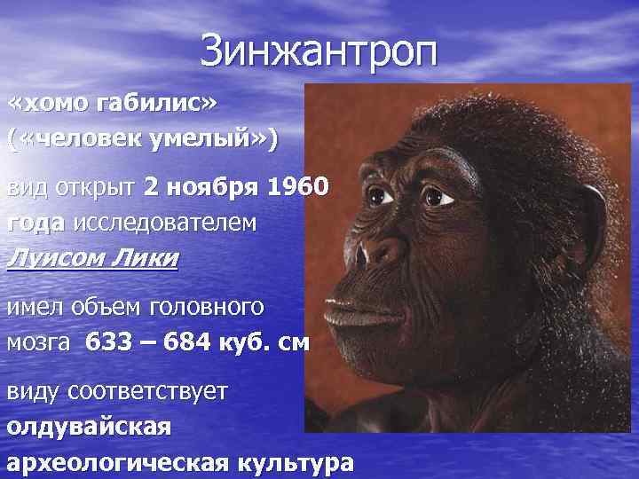 Зинжантроп «хомо габилис» ( «человек умелый» ) вид открыт 2 ноября 1960 года исследователем