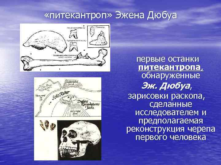  «питекантроп» Эжена Дюбуа первые останки питекантропа, обнаруженные Эж. Дюбуа, зарисовки раскопа, сделанные исследователем