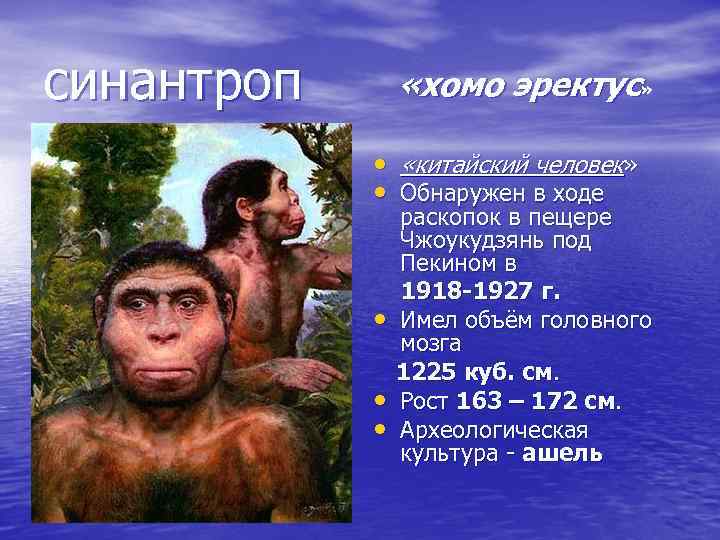 синантроп «хомо эректус» • «китайский человек» • Обнаружен в ходе • • • раскопок