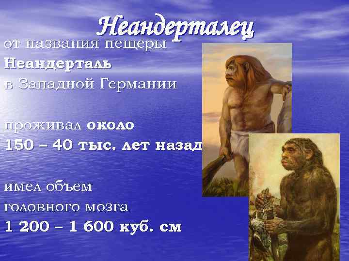Неандерталец от названия пещеры Неандерталь в Западной Германии проживал около 150 – 40 тыс.