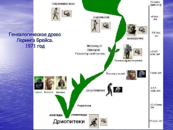 Генеалогическое древо Лоринга Брейса. 1971 год 