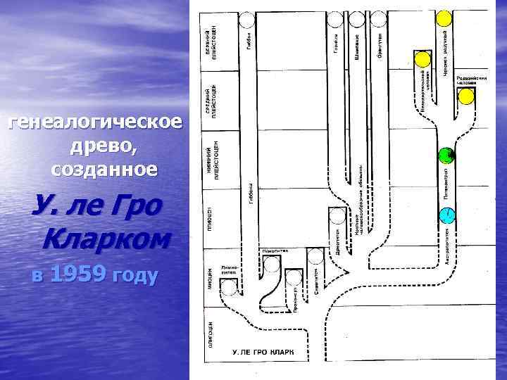 генеалогическое древо, созданное У. ле Гро Кларком в 1959 году 