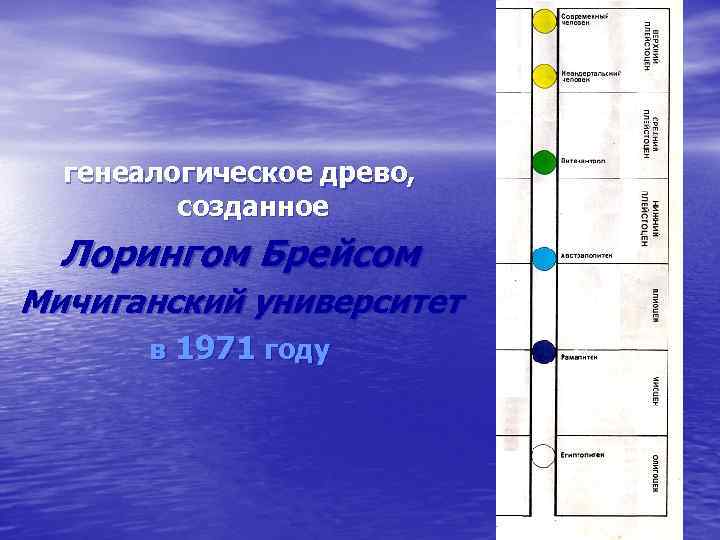 генеалогическое древо, созданное Лорингом Брейсом Мичиганский университет в 1971 году 