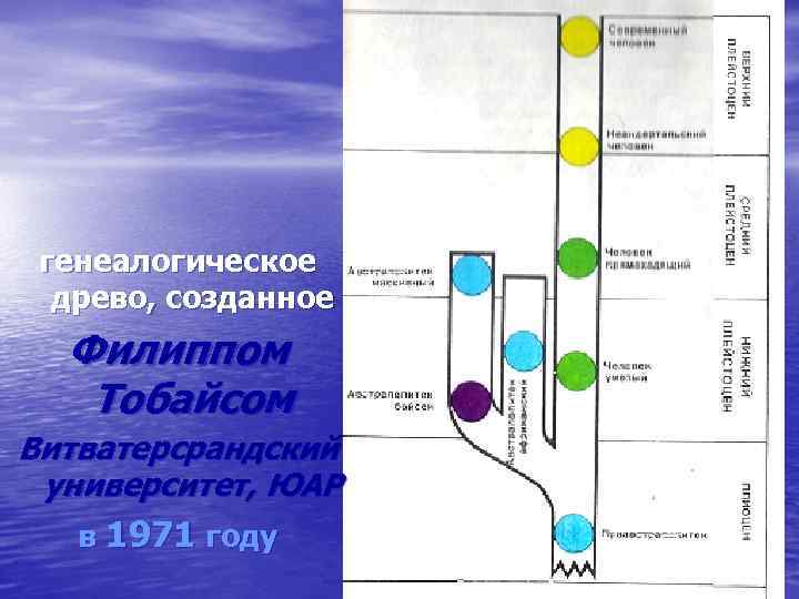 генеалогическое древо, созданное Филиппом Тобайсом Витватерсрандский университет, ЮАР в 1971 году 