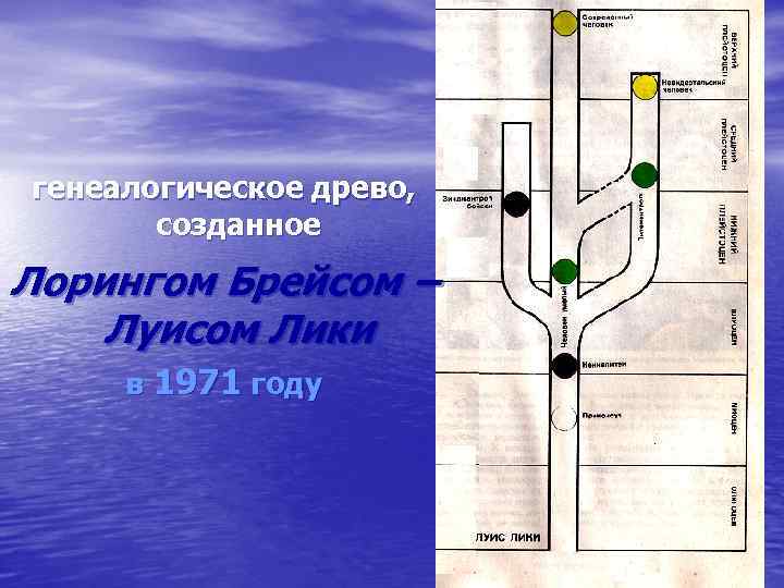 генеалогическое древо, созданное Лорингом Брейсом – Луисом Лики в 1971 году 