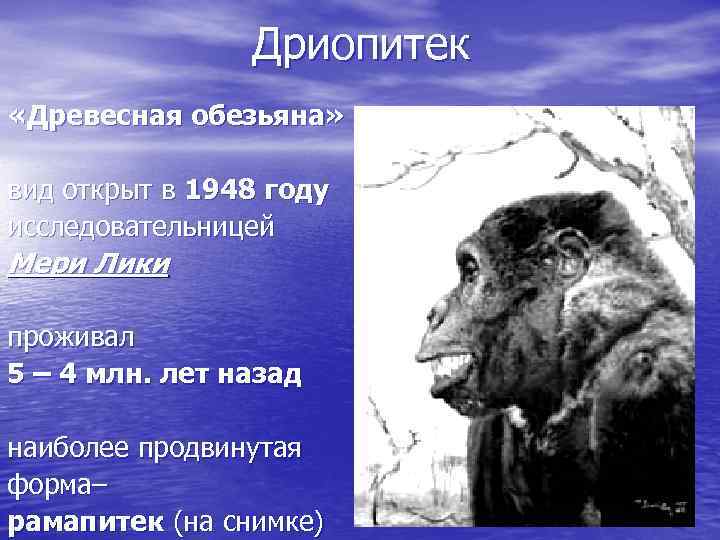 Дриопитек «Древесная обезьяна» вид открыт в 1948 году исследовательницей Мери Лики проживал 5 –