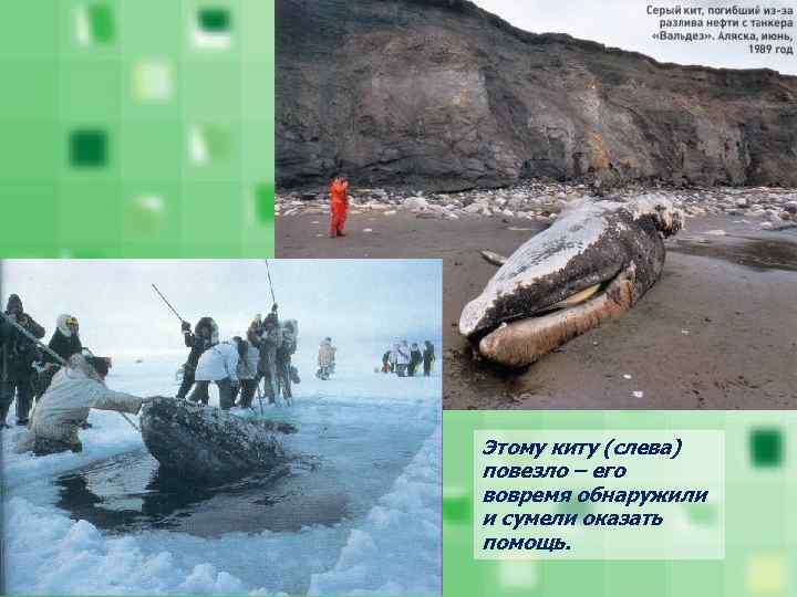 Этому киту (слева) повезло – его вовремя обнаружили и сумели оказать помощь. 