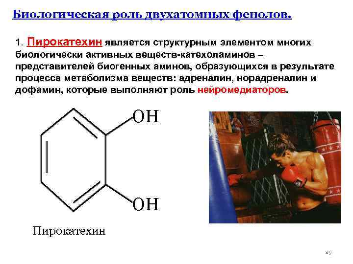Биологическая роль двухатомных фенолов. 1. Пирокатехин является структурным элементом многих биологически активных веществ-катехоламинов –
