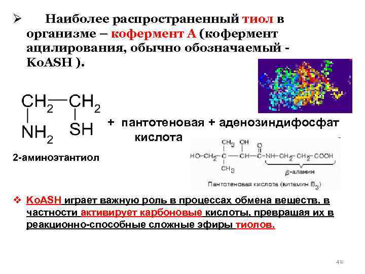 Ø Наиболее распространенный тиол в организме – кофермент А (кофермент ацилирования, обычно обозначаемый Ko.