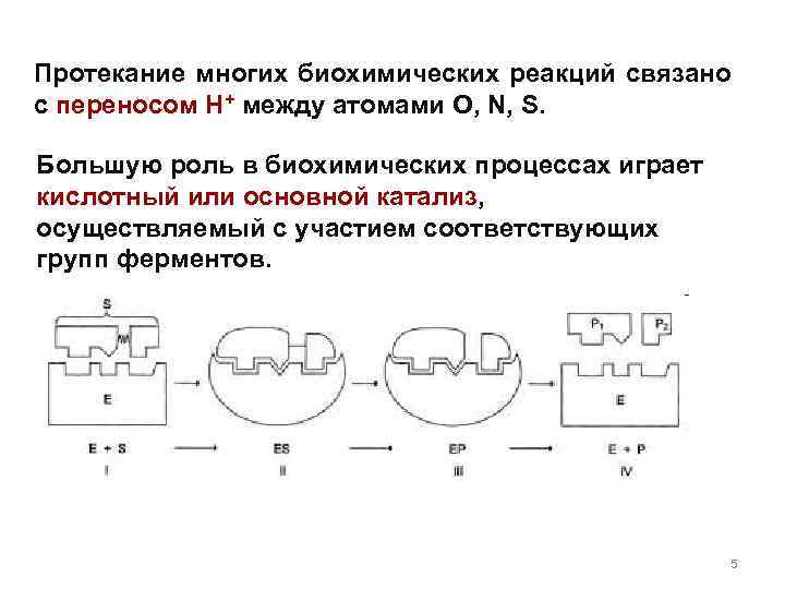 Протекание многих биохимических реакций связано с переносом H+ между атомами O, N, S. Большую