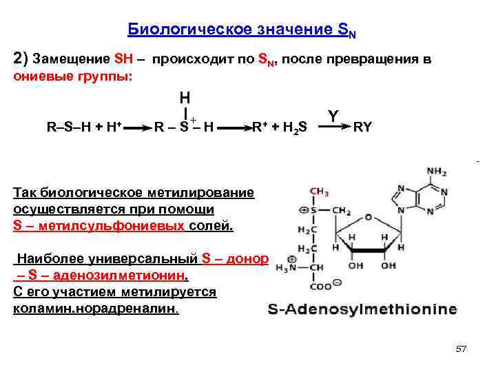 Биологическое значение SN 2) Замещение SH – происходит по SN, после превращения в ониевые