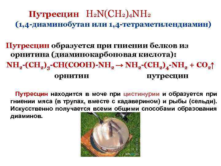 Путресцин H 2 N(CH 2)4 NH 2 (1, 4 -диаминобутан или 1, 4 -тетраметилендиамин)