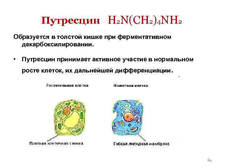 Путресцин H 2 N(CH 2)4 NH 2 Образуется в толстой кишке при ферментативном декарбоксилировании.