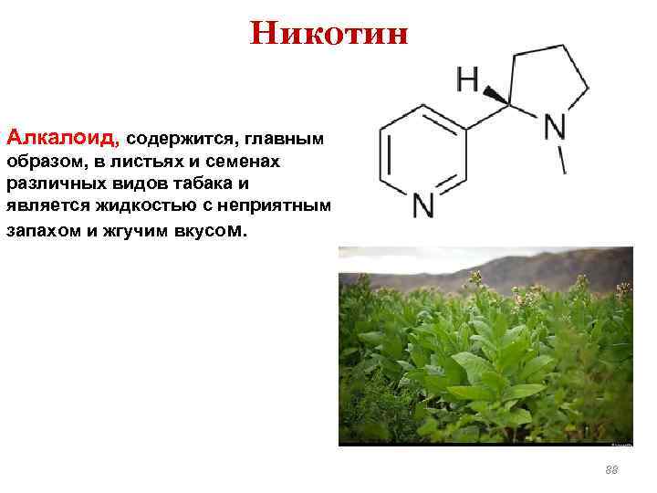 Никотин Алкалоид, содержится, главным образом, в листьях и семенах различных видов табака и является