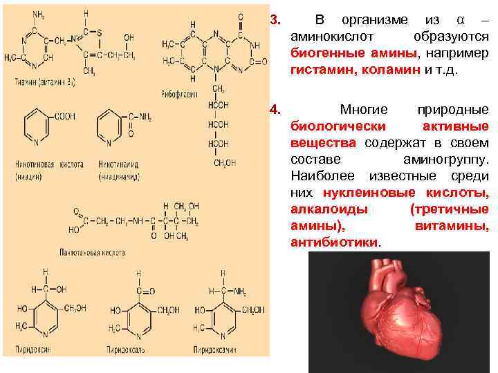 3. В организме из α – аминокислот образуются биогенные амины, например гистамин, коламин и