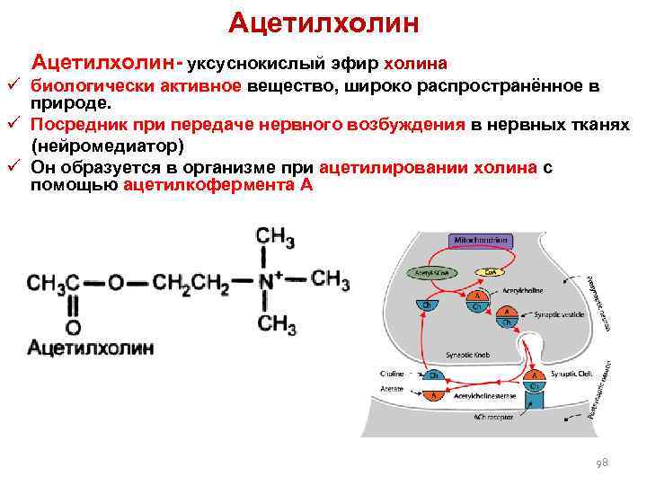 Ацетилхолин- уксуснокислый эфир холина ü биологически активное вещество, широко распространённое в природе. ü Посредник