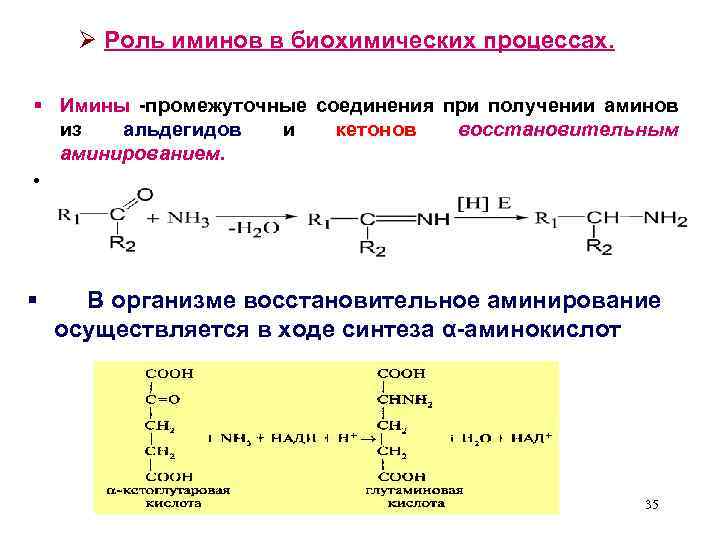 Ø Роль иминов в биохимических процессах. § Имины -промежуточные соединения при получении аминов из