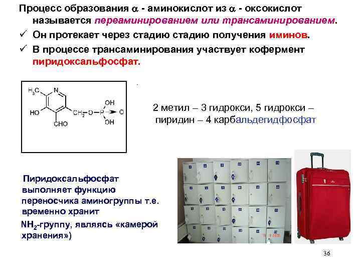 Процесс образования - аминокислот из - оксокислот называется переаминированием или трансаминированием. ü Он протекает