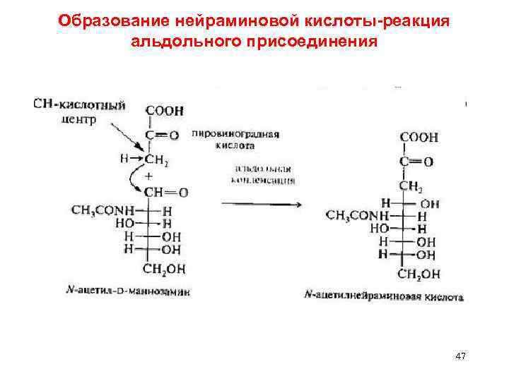 Образование нейраминовой кислоты-реакция альдольного присоединения 47 
