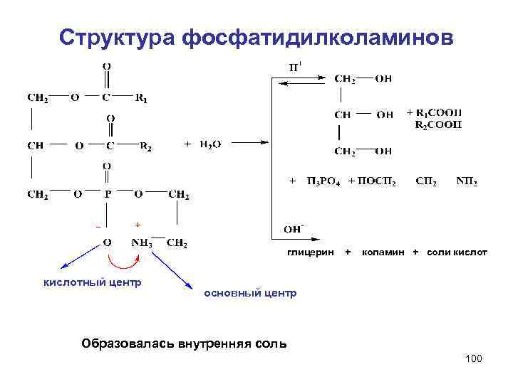 Структура фосфатидилколаминов глицерин кислотный центр + коламин + соли кислот основный центр Образовалась внутренняя