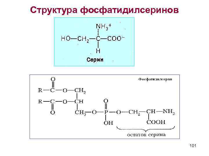Структура фосфатидилсеринов 101 