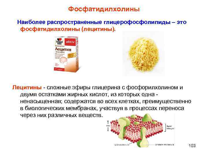 Фосфатидилхолины Наиболее распространенные глицерофосфолипиды – это фосфатидилхолины (лецитины). Лецитины - сложные эфиры глицерина с