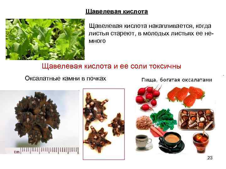 Щавелевая кислота накапливается, когда листья стареют, в молодых листьях ее не- много Щавелевая кислота