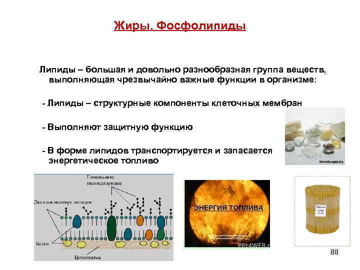 Жиры. Фосфолипиды Липиды – большая и довольно разнообразная группа веществ, выполняющая чрезвычайно важные функции