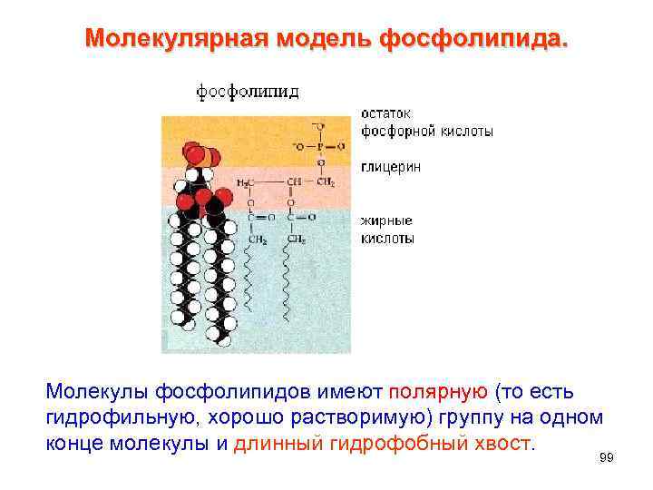 Молекулярная модель фосфолипида. Молекулы фосфолипидов имеют полярную (то есть гидрофильную, хорошо растворимую) группу на