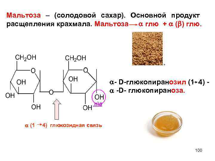 Мальтоза – (солодовой сахар). Основной продукт расщепления крахмала. Мальтоза глю + ( ) глю.