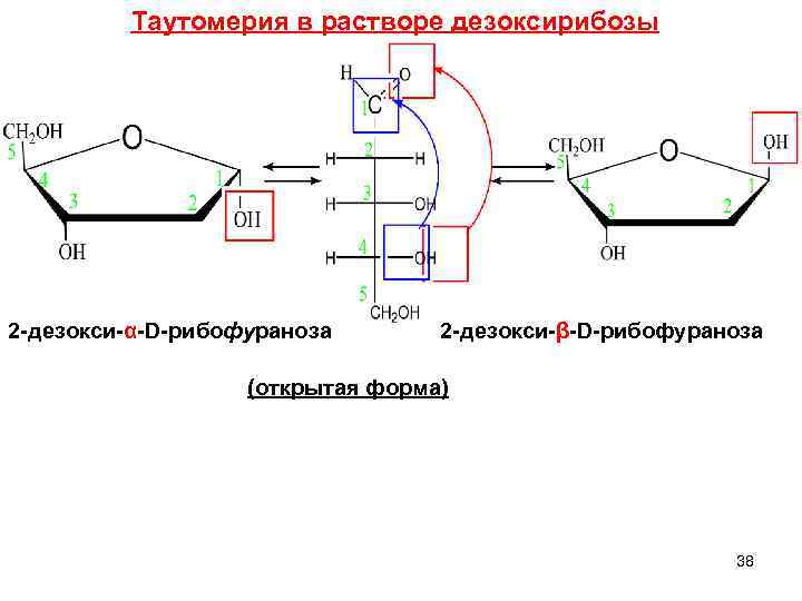 Таутомерия в растворе дезоксирибозы 2 -дезокси-α-D-рибофураноза 2 -дезокси-β-D-рибофураноза (открытая форма) 38 