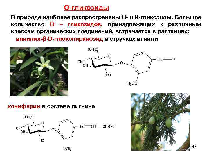 О-гликозиды В природе наиболее распространены O- и N-гликозиды. Большое количество О – гликозидов, принадлежащих