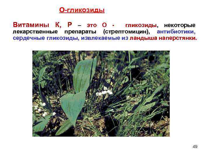 О-гликозиды Витамины К, Р – это О - гликозиды, некоторые лекарственные препараты (стрептомицин), антибиотики,