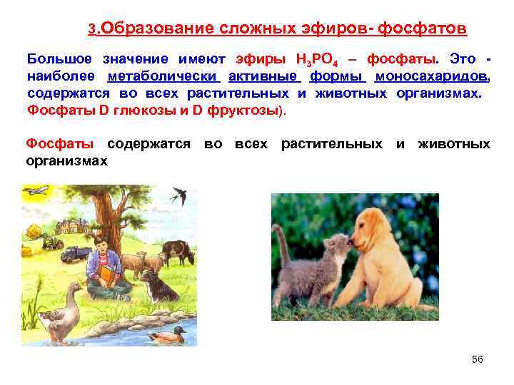 3. Образование сложных эфиров- фосфатов Большое значение имеют эфиры H 3 PO 4 –