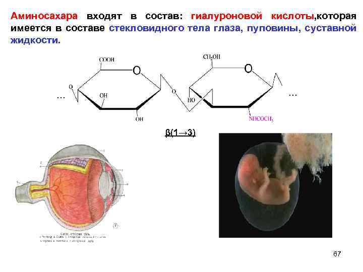 Аминосахара входят в состав: гиалуроновой кислоты, которая имеется в составе стекловидного тела глаза, пуповины,