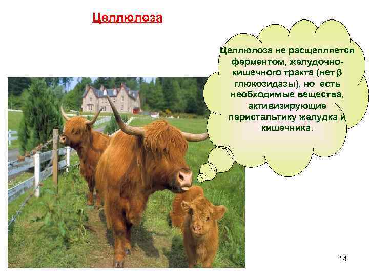 Целлюлоза не расщепляется ферментом, желудочнокишечного тракта (нет глюкозидазы), но есть необходимые вещества, активизирующие перистальтику