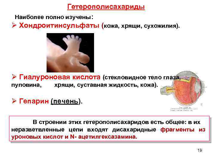 Гетерополисахариды Наиболее полно изучены: Ø Хондроитинсульфаты (кожа, хрящи, сухожилия). Ø Гиалуроновая кислота (стекловидное тело