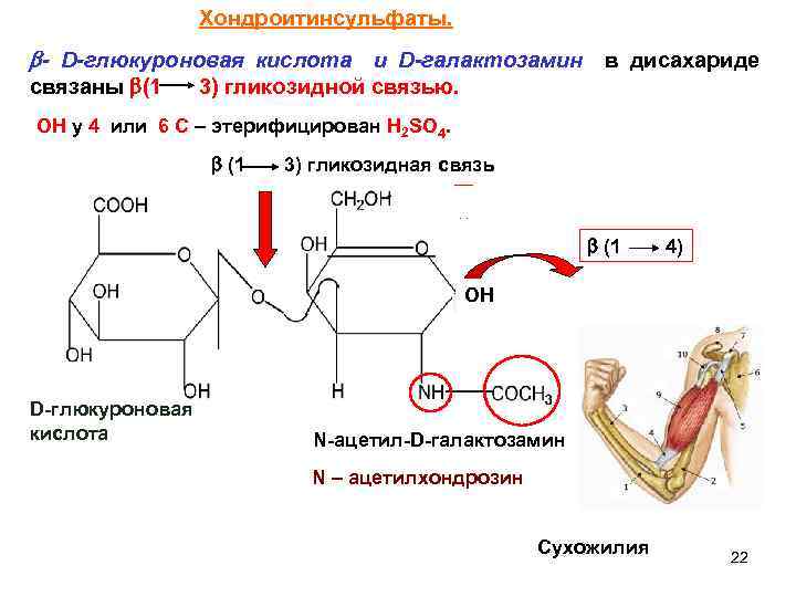 Хондроитинсульфаты. - D-глюкуроновая кислота и D-галактозамин в дисахариде связаны (1 3) гликозидной связью. ОН