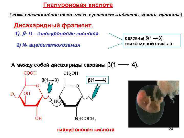 Гиалуроновая кислота ( кожа, стекловидное тело глаза, суставная жидкость, хрящи, пуповина) Дисахаридный фрагмент. 1).