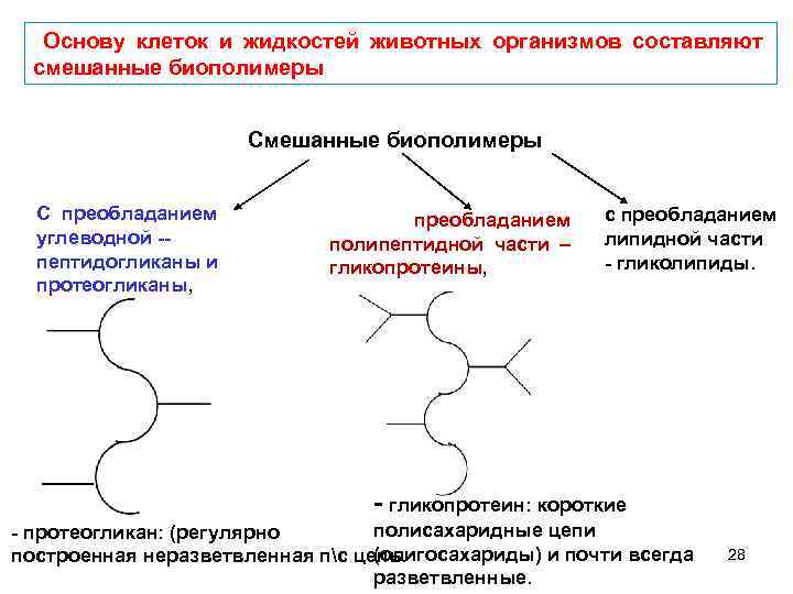  Основу клеток и жидкостей животных организмов составляют смешанные биополимеры С преобладанием углеводной -пептидогликаны