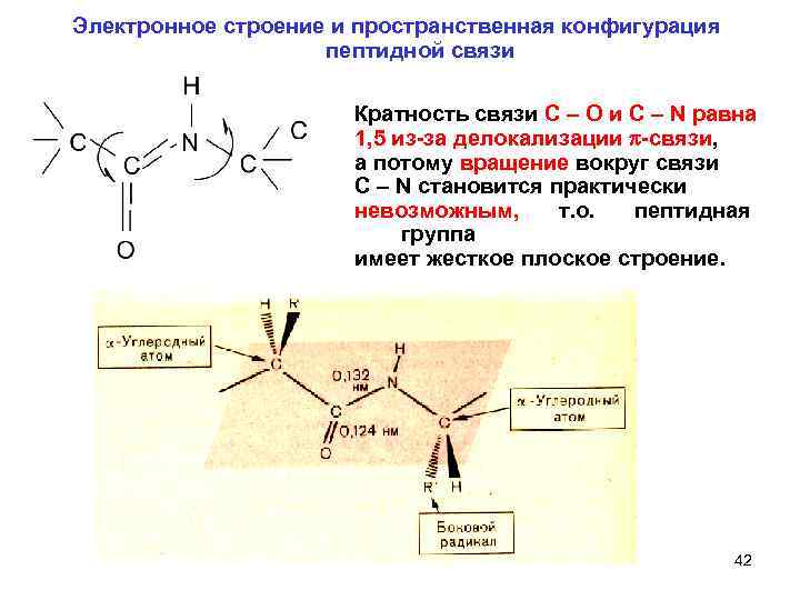 Электронное строение и пространственная конфигурация пептидной связи Кратность связи C – O и C