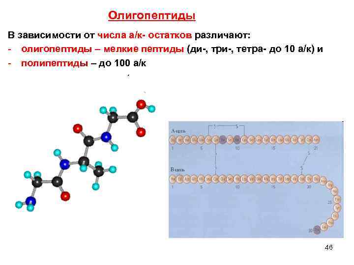 Олигопептиды В зависимости от числа а/к- остатков различают: - олигопептиды – мелкие пептиды (ди-,