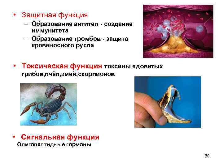  • Защитная функция – Образование антител - создание иммунитета – Образование тромбов -