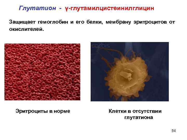 Глутатион - γ-глутамилцистеинилглицин Защищает гемоглобин и его белки, мембрану эритроцитов от окислителей. Эритроциты в