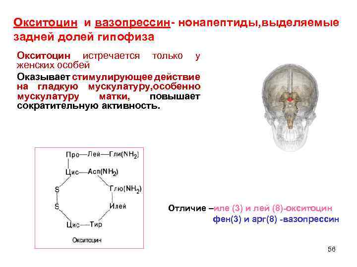 Окситоцин и вазопрессин- нонапептиды, выделяемые задней долей гипофиза Окситоцин истречается только у женских особей