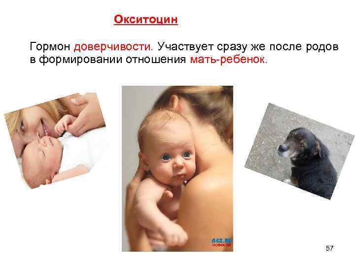 Окситоцин Гормон доверчивости. Участвует сразу же после родов в формировании отношения мать-ребенок. 57 
